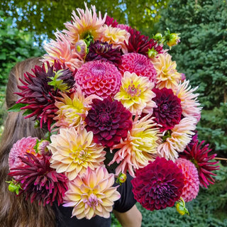 Summer in Paris Dahlia Mixture