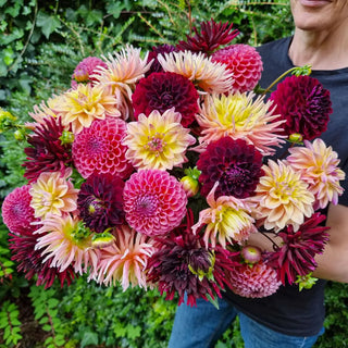 Summer in Paris Dahlia Mixture