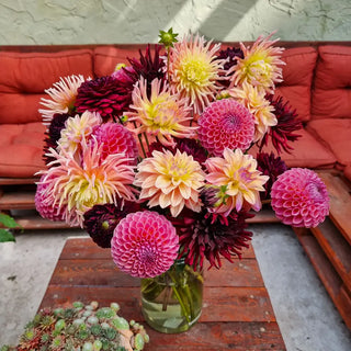 Summer in Paris Dahlia Mixture
