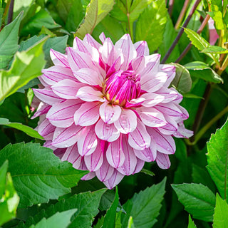 Decorative Dahlia Miya