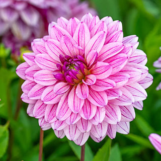 Decorative Dahlia Miya