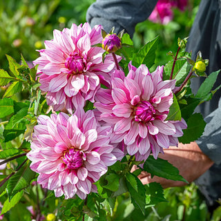 Decorative Dahlia Miya