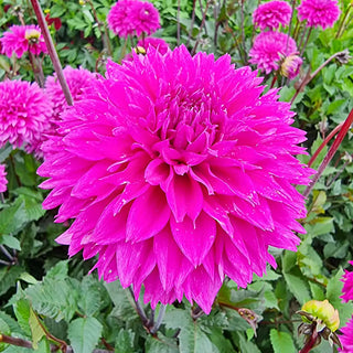 Fimbriata Dahlia Cornwall Island