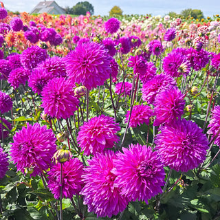 Fimbriata Dahlia Cornwall Island