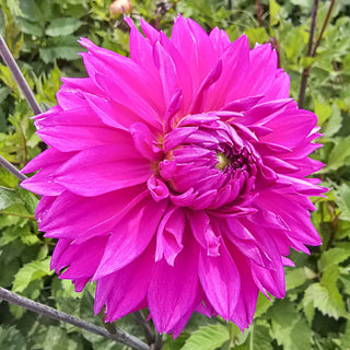 Fimbriata Dahlia Cornwall Island