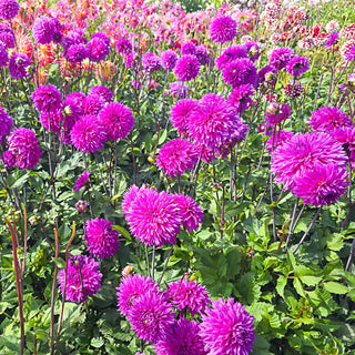 Fimbriata Dahlia Cornwall Island