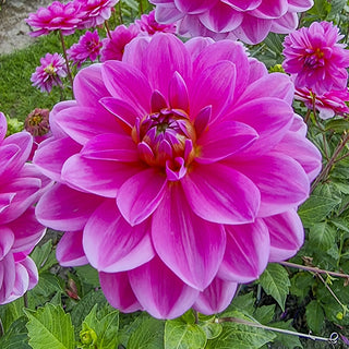 Waterlily Dahlia Onesta