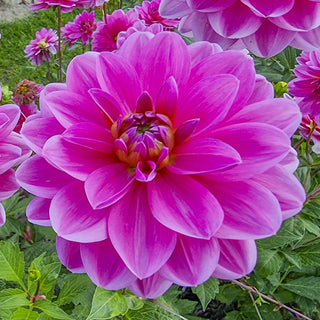 Waterlily Dahlia Onesta