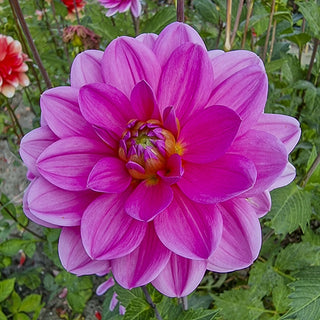 Waterlily Dahlia Onesta