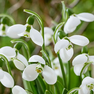 Polar Bear Giant Snowdrops