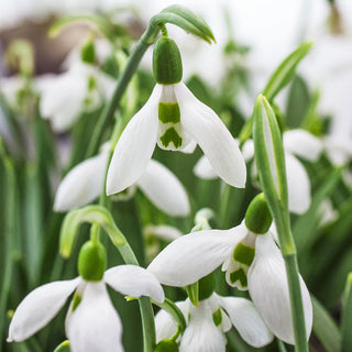 Snow Fox Giant Snowdrops