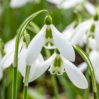 Snow Fox Giant Snowdrops