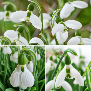 3 Months of Giant Snowdrops Collection
