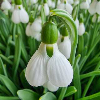 3 Months of Giant Snowdrops Collection