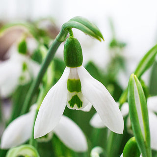 3 Months of Giant Snowdrops Collection