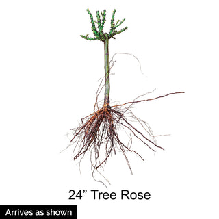 24" Tree Rose Livin' Easy®