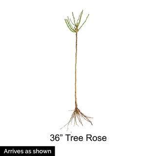 36" Tree Rose Neptune™