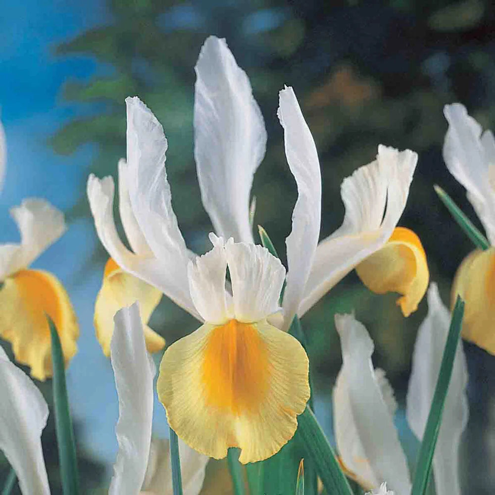 Montecito Dutch Iris K. van Bourgondien