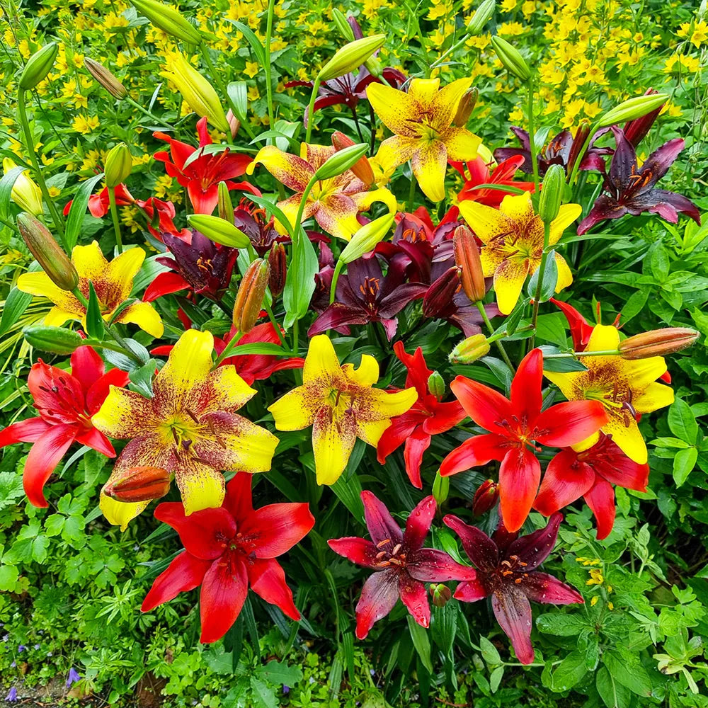 dutch lily flower Summer Sizzle Lily Blend