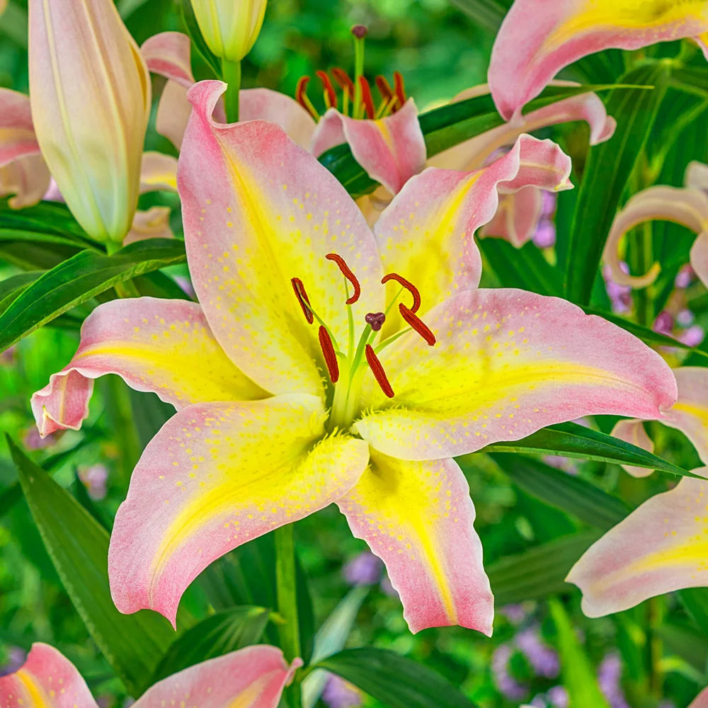 yellow lily flower Oriental Lily Hocus Pocus