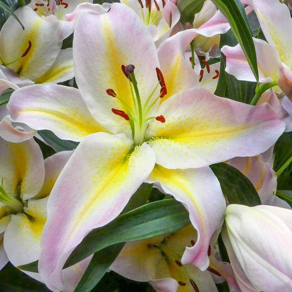 hocus pocus oriental lily flower size Oriental Lily Hocus Pocus