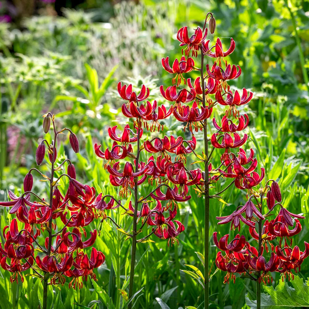 green lily flower Martagon Lily Claude Shride