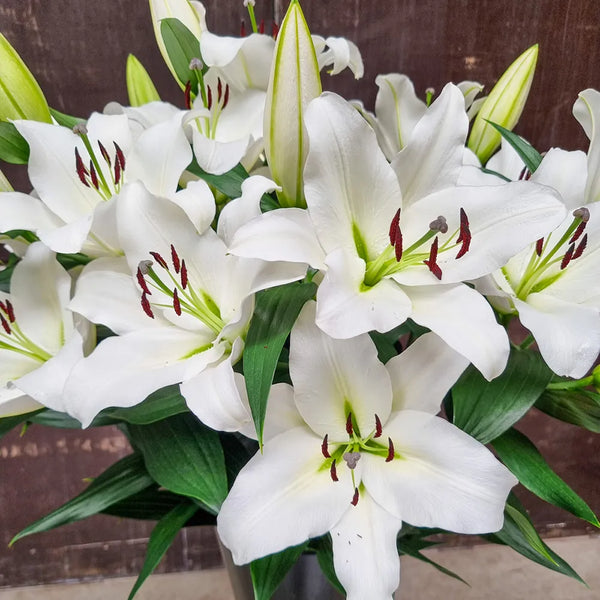merino white lily Monte Bianco Giant Orienpet Lily