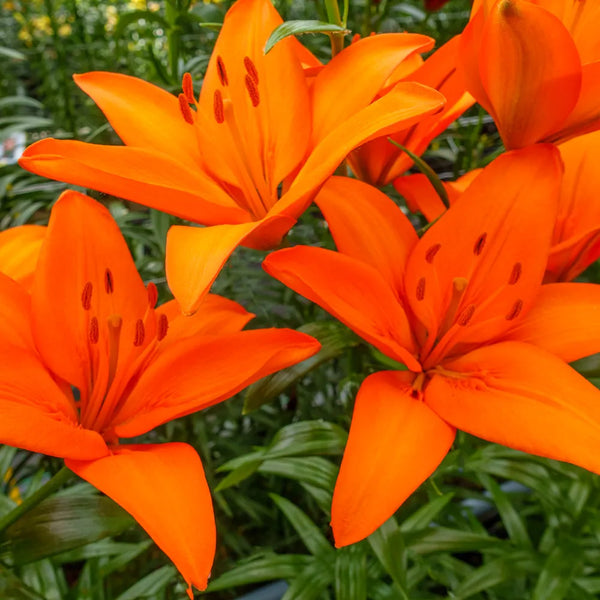 red and orange asiatic lily Buy Orange Summer Asiatic Lily