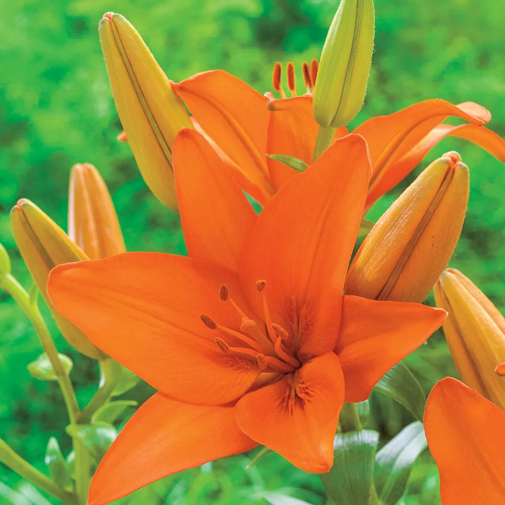 red and orange asiatic lily Buy Orange Summer Asiatic Lily