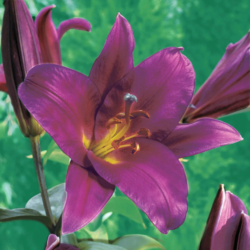 lily with small purple flower Giant Hybrid Lily Purple Prince