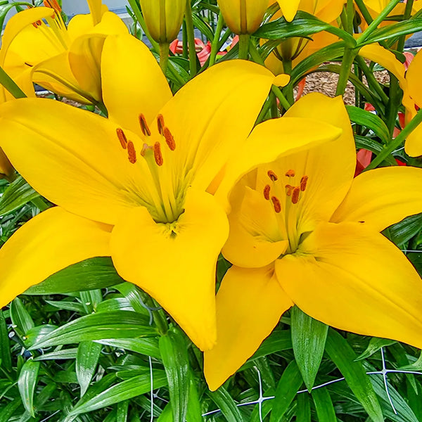asiatic lily seed pods Buy Rapid Yellow Asiatic Lily