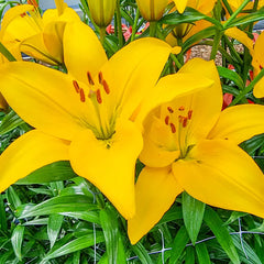 yellow and red asiatic lily Buy Rapid Yellow Asiatic Lily