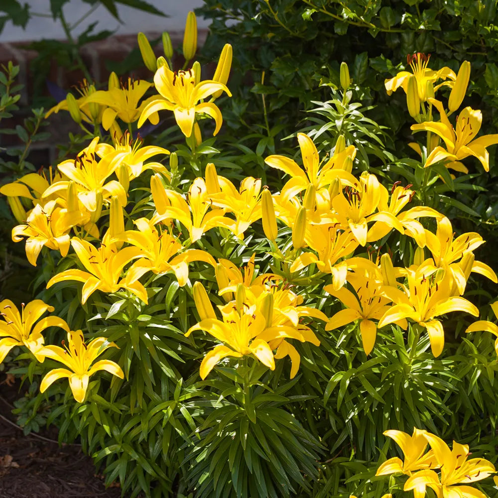 asiatic yellow lily Buy Rapid Yellow Asiatic Lily