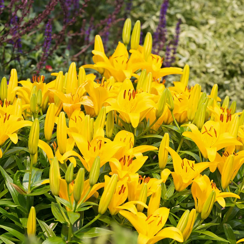 asiatic lily tiny bee care Asiatic Lily Rapid Yellow