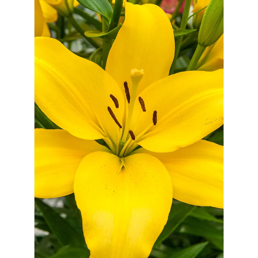 yellow asiatic lily meaning Asiatic Lily Rapid Yellow