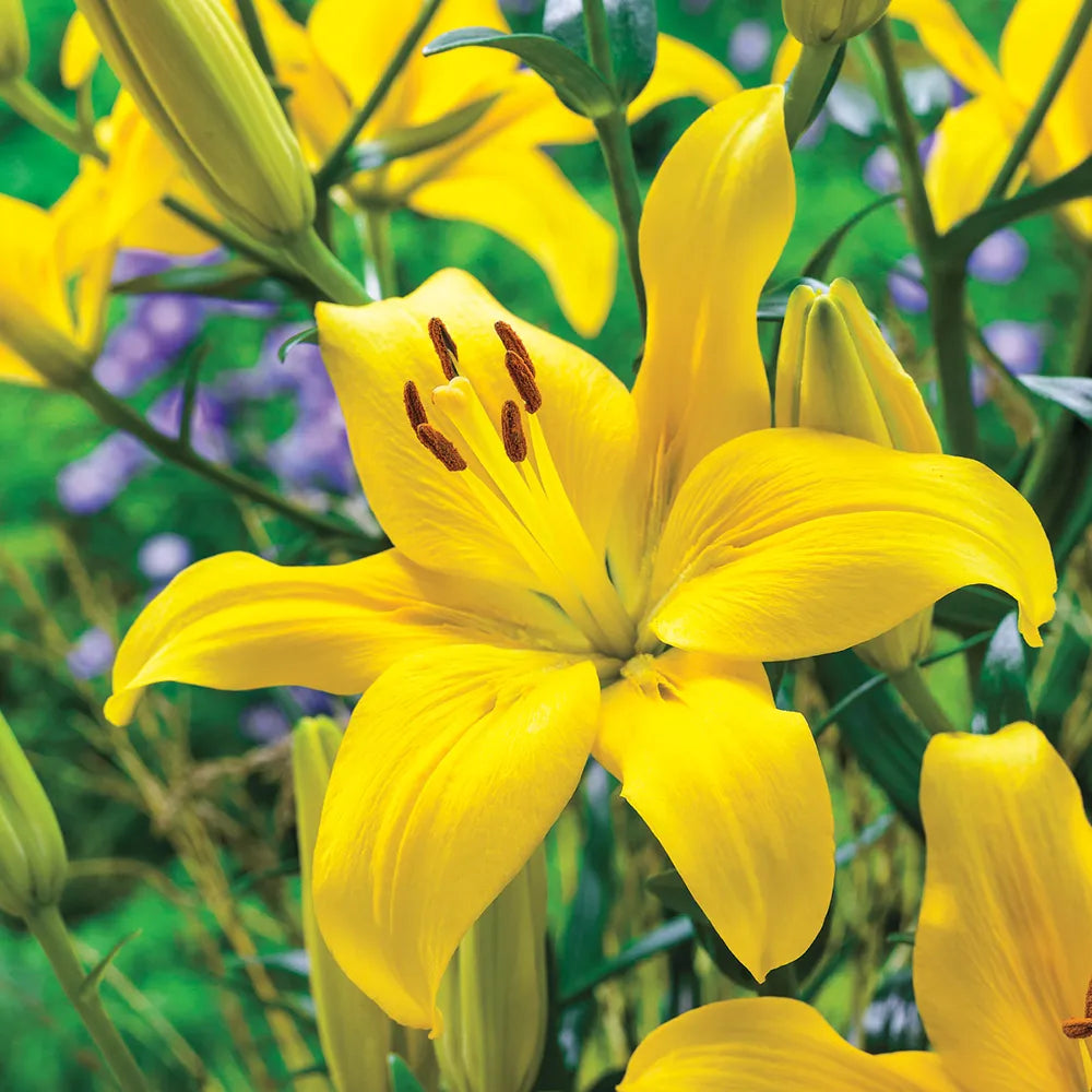 asiatic lily wikipedia Buy Rapid Yellow Asiatic Lily