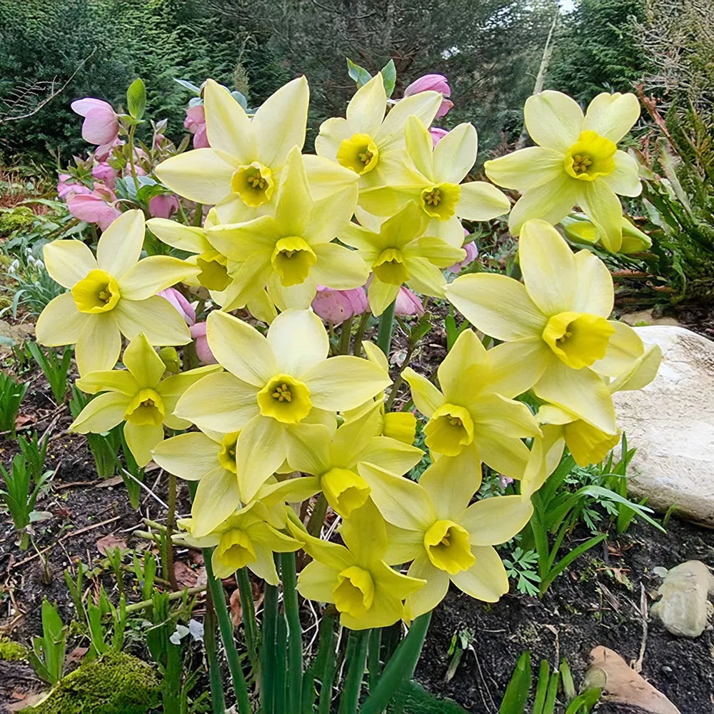 Pacific Hunter Viridiflora Narcissus K. van Bourgondien Dutch Bulbs