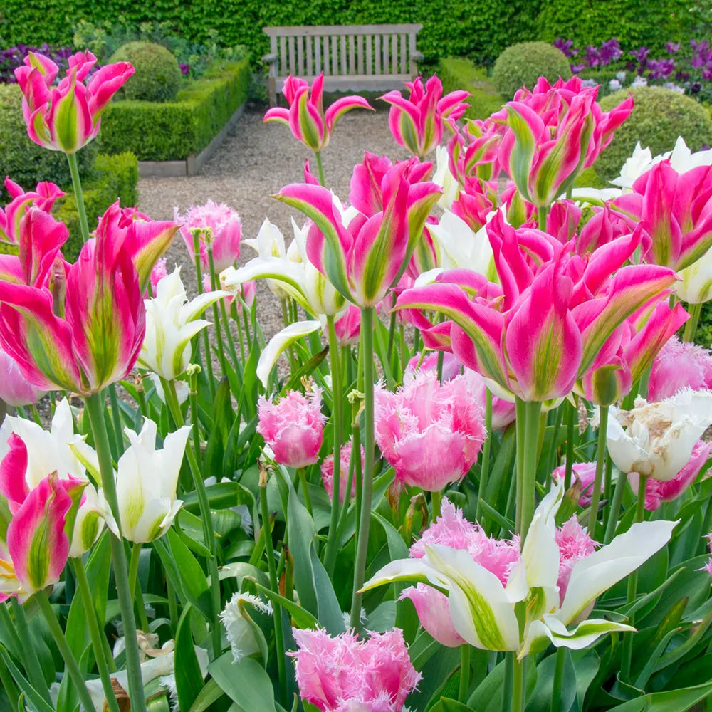 Dancing Queens Tulip Trio K. van Bourgondien Dutch Bulbs