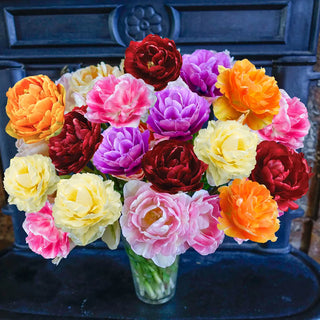 Sweet Madeira Tulip Mix