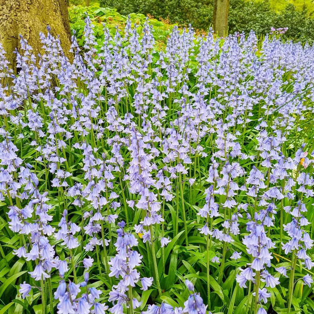 blue bell succulent Buy Hyacinthoides Hispanica Excelsior