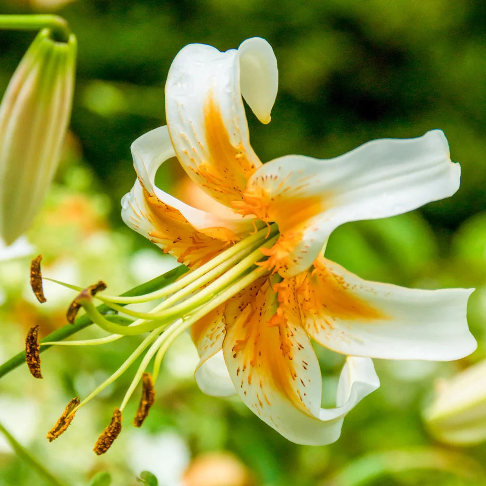 lily flower girl new amsterdam Turks Cap Lily Lady Alice | K. van Bourgondien