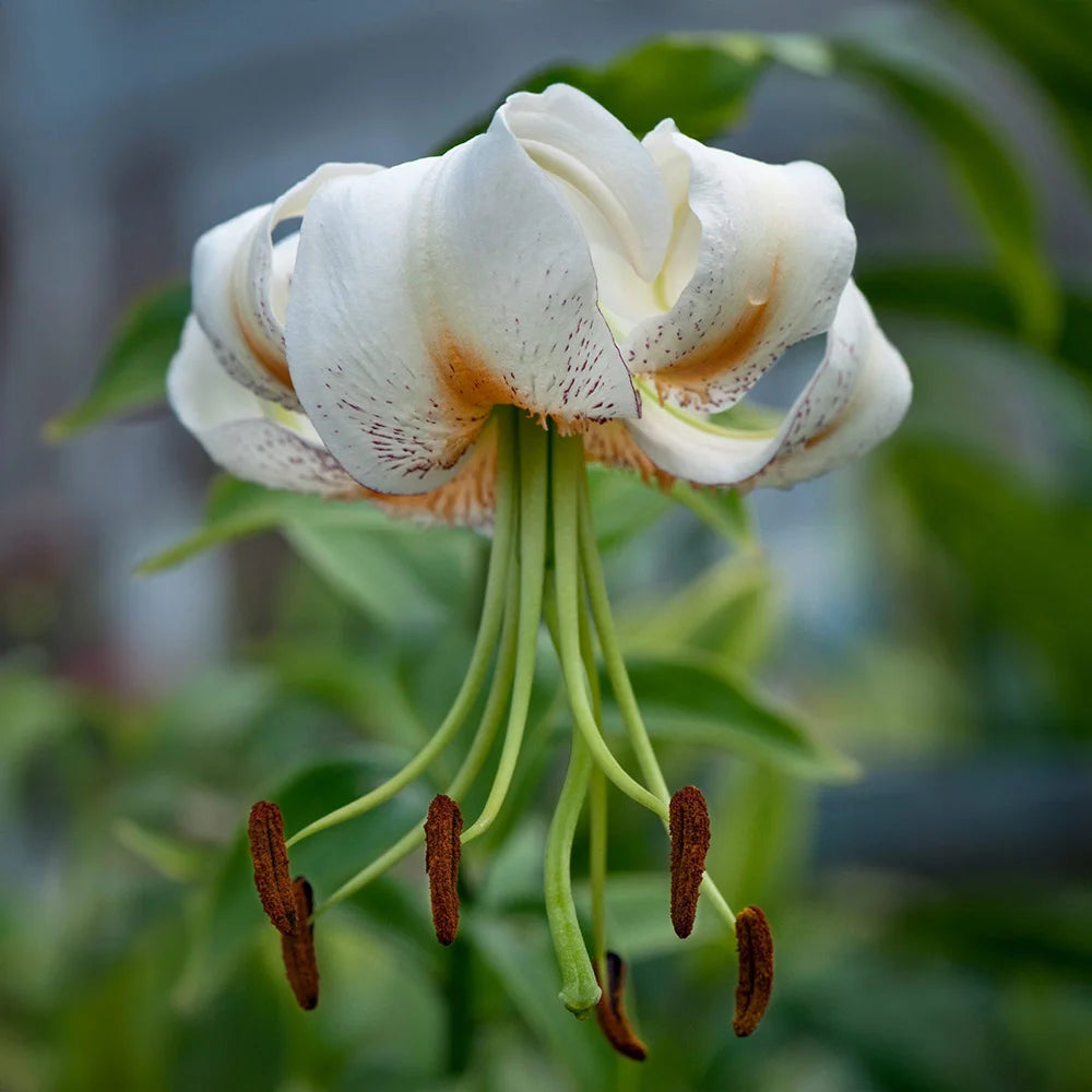 turk's cap lily flower Turk's Cap Lily Lady Alice