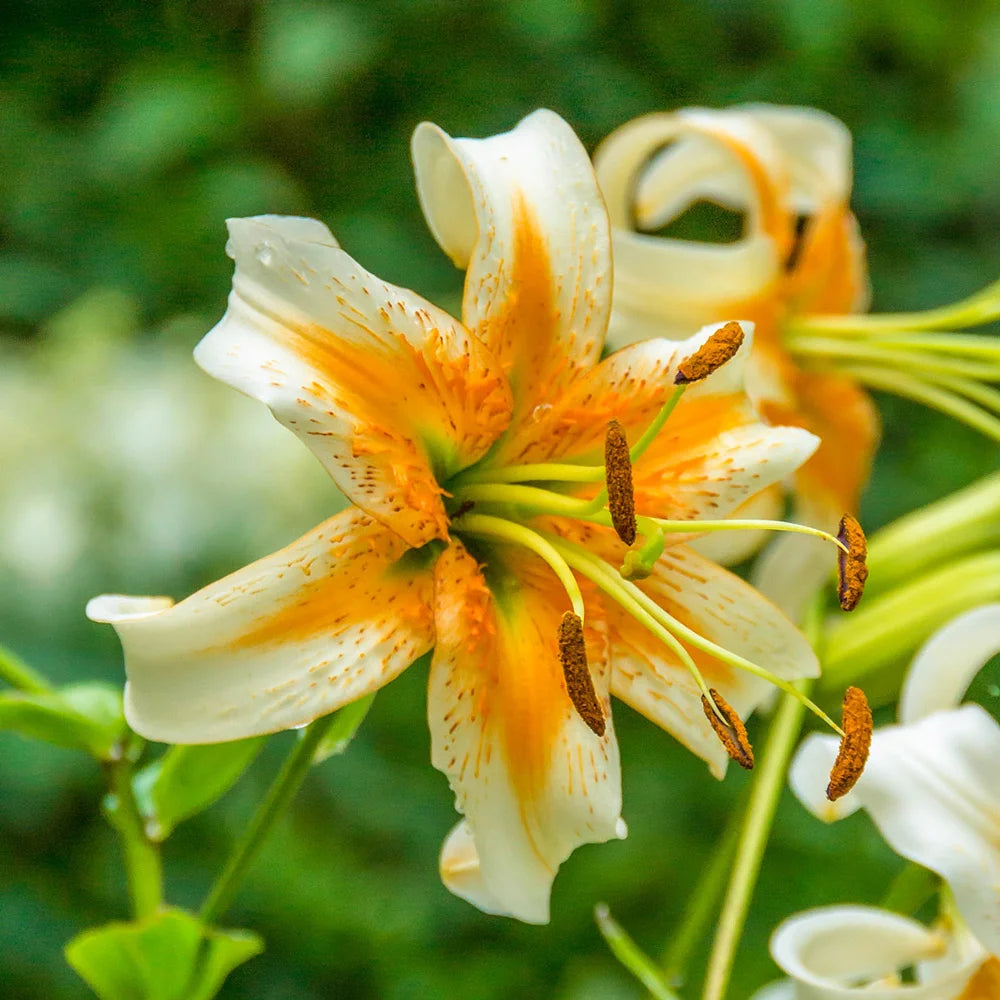 white turk's cap lily Turks Cap Lily Lady Alice | K. van Bourgondien