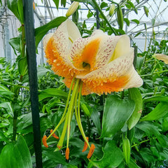 Turks Cap Lily Lady Alice | K. van Bourgondien - Dutch Bulbs