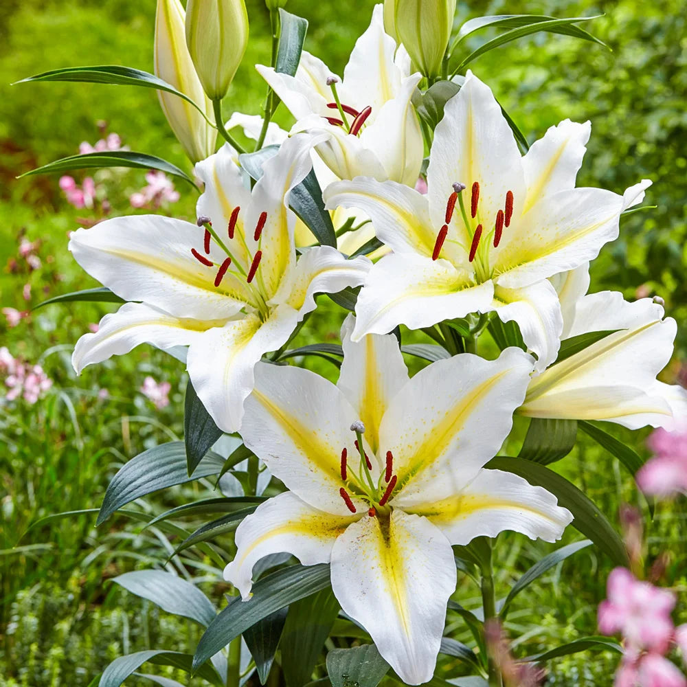 are white lilies perennials Oriental Lily Baferrari