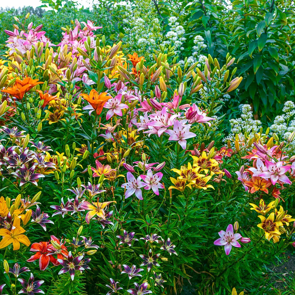 are asiatic lilies rabbit resistant Deluxe Asiatic Lily Mix