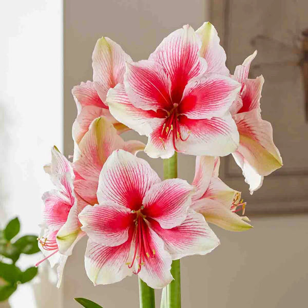 pink spider plant for sale Amaryllis Pink Beauty | Bag of 3 Wholesale Bulbs | Hippeastrum 'Pink Beauty' | Zone 3-10 | Pink | White | 22 inches | Full Sun