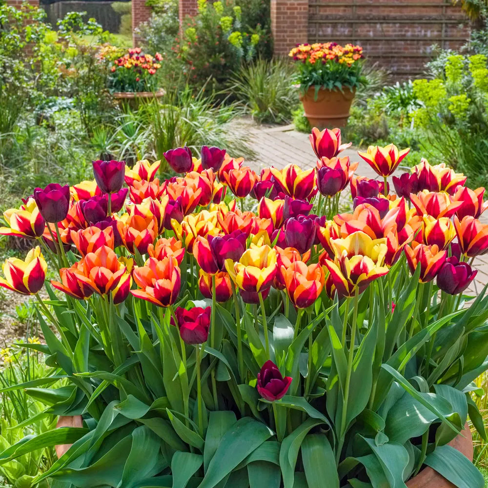 Fire Dance Tulip Blend K. van Bourgondien