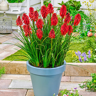 Reblooming Dwarf Kniphofia Poco Red