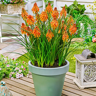 Reblooming Dwarf Kniphofia Poco Orange